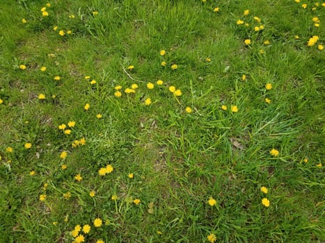 yellow dandelion weeds in green grass or lawn or yard