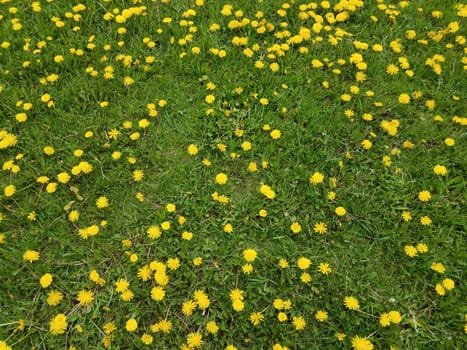 yellow dandelion weeds in green grass or lawn or yard