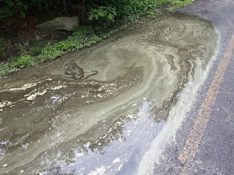 big water puddle and asphalt with yellow pollen floating in it