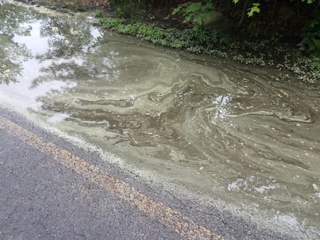 big water puddle and asphalt with yellow pollen floating in it