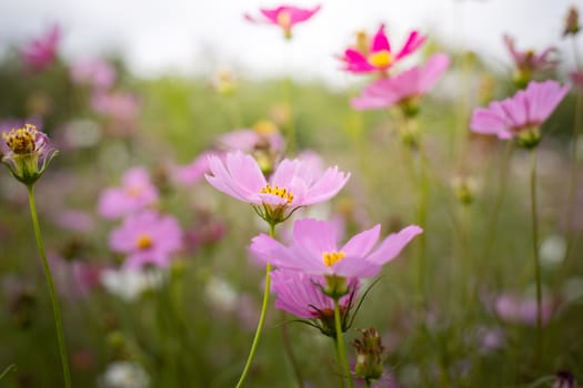 The background image of the colorful flowers, background nature