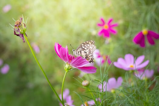 The background image of the colorful flowers, background nature