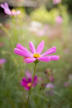 The background image of the colorful flowers, background nature