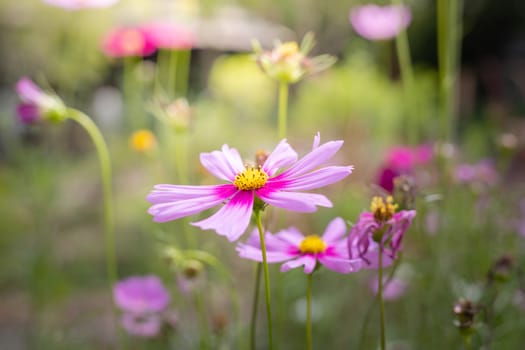 The background image of the colorful flowers, background nature