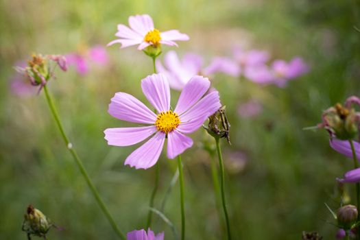 The background image of the colorful flowers, background nature