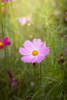 The background image of the colorful flowers, background nature