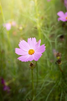 The background image of the colorful flowers, background nature