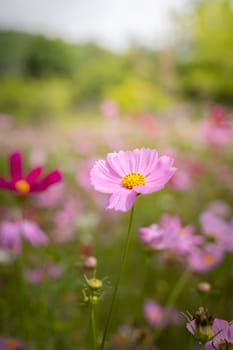 The background image of the colorful flowers, background nature