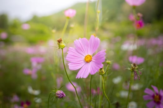 The background image of the colorful flowers, background nature