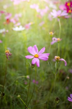The background image of the colorful flowers, background nature