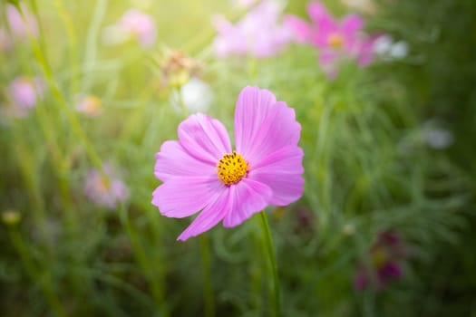 The background image of the colorful flowers, background nature