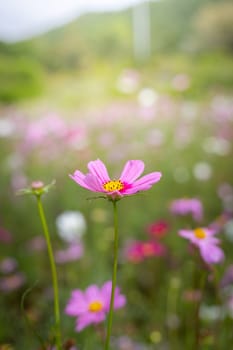 The background image of the colorful flowers, background nature
