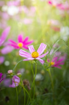 The background image of the colorful flowers, background nature