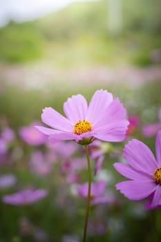 The background image of the colorful flowers, background nature