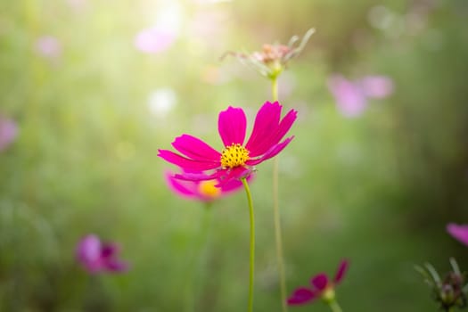 The background image of the colorful flowers, background nature