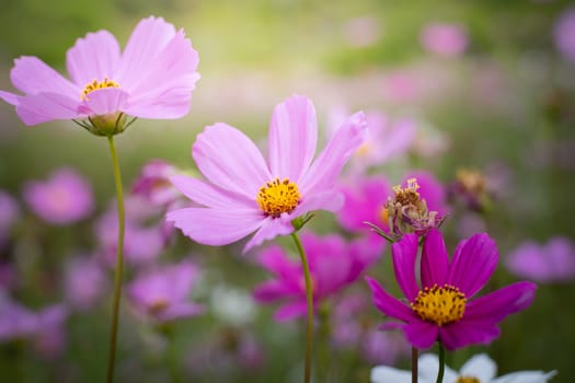 The background image of the colorful flowers, background nature