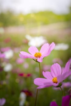 The background image of the colorful flowers, background nature
