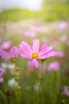 The background image of the colorful flowers, background nature