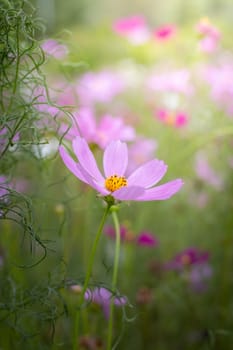 The background image of the colorful flowers, background nature