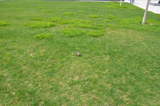 orange oriole bird in green grass or lawn or yard