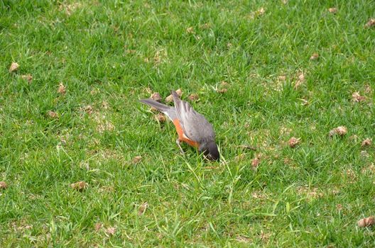 orange oriole bird in green grass or lawn or yard