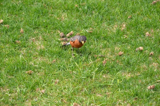 orange oriole bird in green grass or lawn or yard