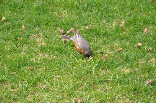 orange oriole bird in green grass or lawn or yard