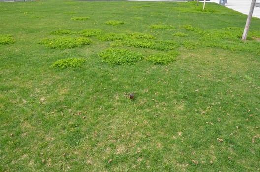 orange oriole bird in green grass or lawn or yard