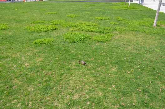 orange oriole bird in green grass or lawn or yard