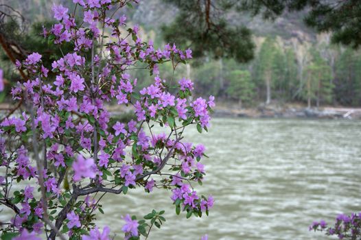 Acacia blooming against the backdrop of a fast-moving mountain river. Altai, Siberia, Russia.