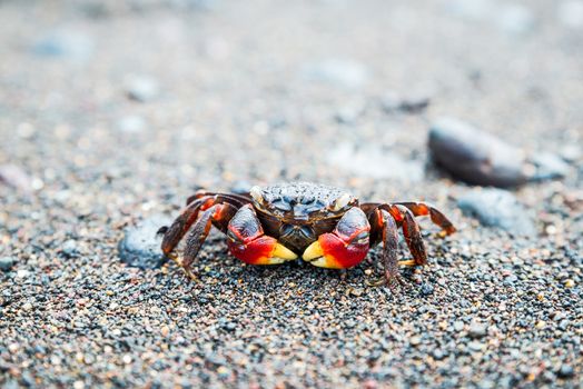 Crab on black sand beach in Amed, Bali, Indonesia