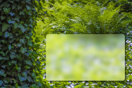 Fresh green plant leaves of Fern and Ivy. Europe forest. With space for entering text.