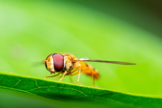 Macro shot of a marmalade hoverfly or Episyrphus balteatus on a green leaf