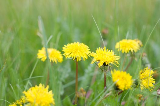 lonely dandelions on green grass close up. Spring season. Green meadow.