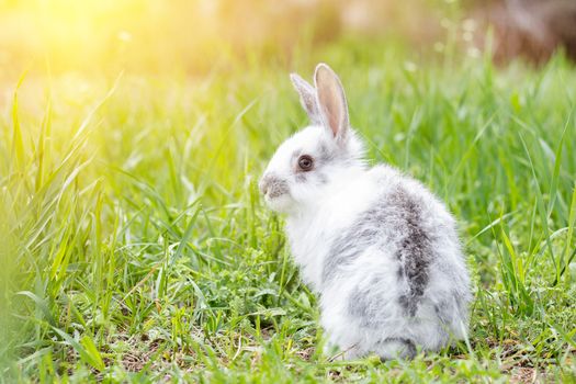 White fluffy rabbit on green grass. Easter Bunny. Little beautiful hare on a green meadow.