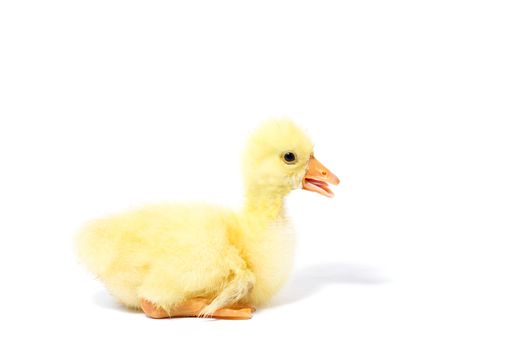 Yellow goose on white background. Little gosling isolated on white background.