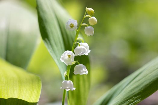 forest lilies of the valley in spring. Fragile forest flowers. Seasonal flowers.