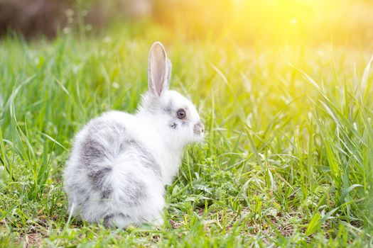 White fluffy rabbit on green grass. Easter Bunny. Little beautiful hare on a green meadow.