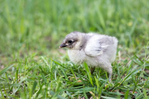 little gray chicken on green grass. Spring season. Chicken breeding.