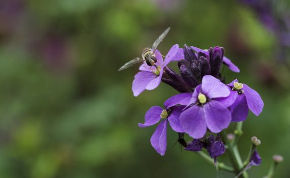 macro of a syrphidae fly in the garden on pink purple flowers