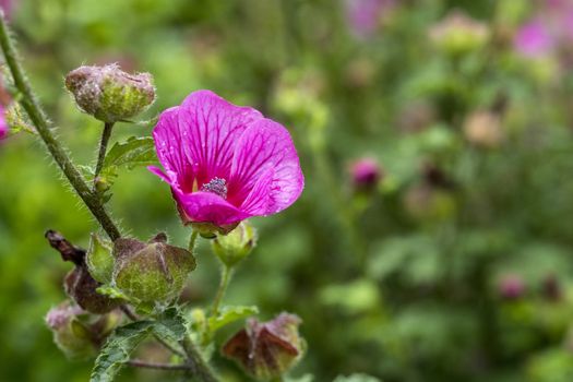 wild lavatera malva flower in pink purple with green background in english garden
