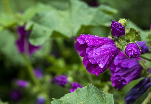 wild lavatera malva flower in pink purple with green background in english garden
