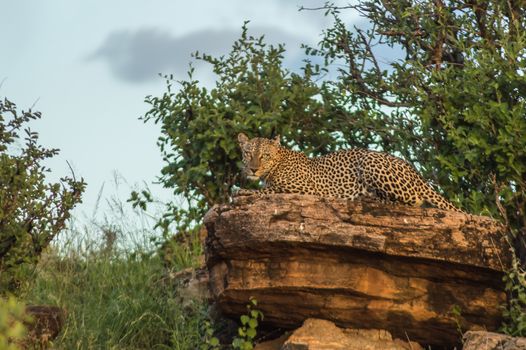 A leopard bathing on a rock in Samburu Park in central Kenya