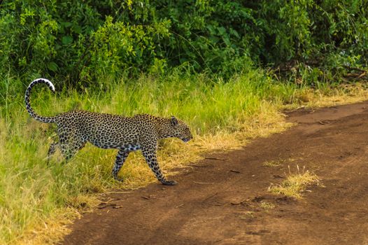 Cheetah coming out of the woods on a trail in the savannah of Samburu Park in central Kenya in Africa