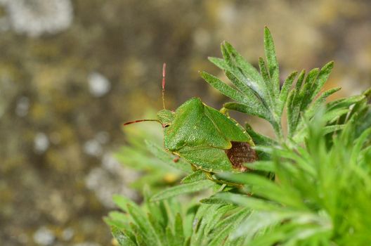 Macro of a green shield bug, native to Great Britain, on frondy foliage in a garden - Palomena prasina