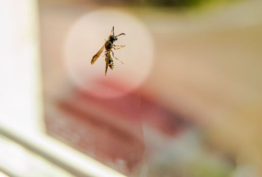 Fly sitting on the window on the glass in a white round halo, insect protection in a residential building.