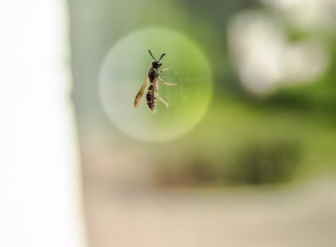 Fly sitting on the window on the glass in a white round halo, insect protection in a residential building.