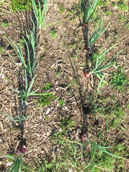 Row of organic red onion bulbs growing in the ground, ready to harvest. Onion plantation in the vegetable patch garden agriculture