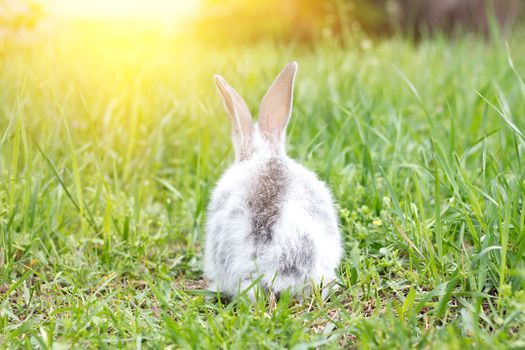 White fluffy rabbit on green grass. Easter Bunny. Little beautiful hare on a green meadow sits with his back to the camera