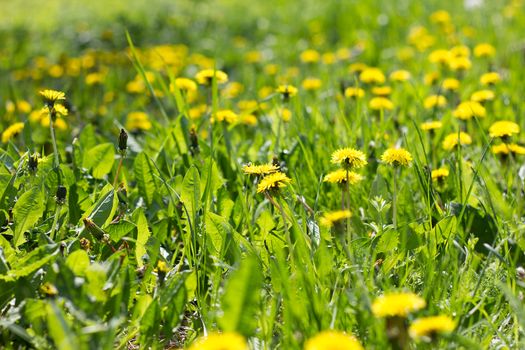 Field of yellow dandelions close-up. Yellow wildflowers. Seasonal dandelions, spring season.